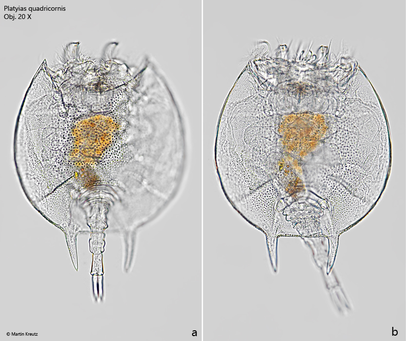 Platyias-quadricornis
