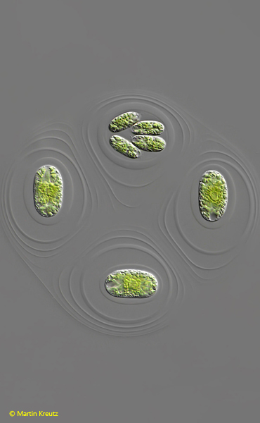 Vitreochlamys-cylindrica