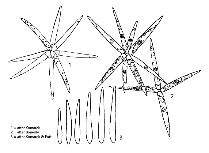 Actinastrum-hantzschii-var-subtile
