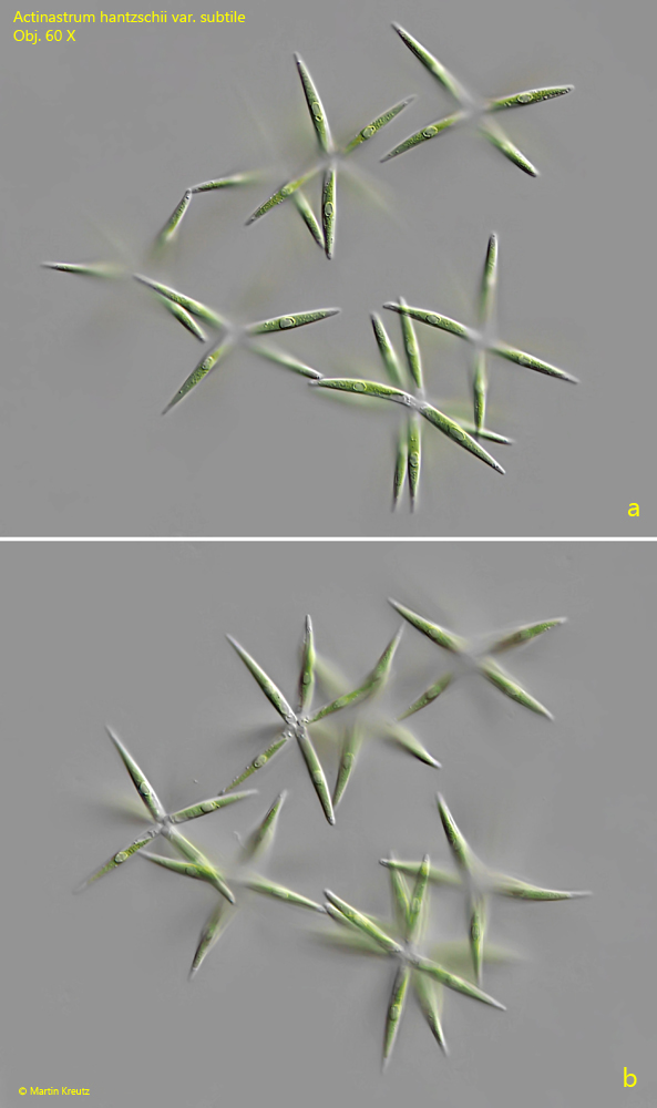 Actinastrum-hantzschii-var-subtile