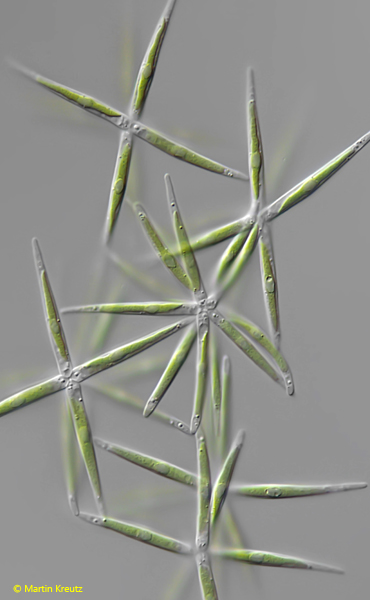 Actinastrum-hantzschii-var-subtile