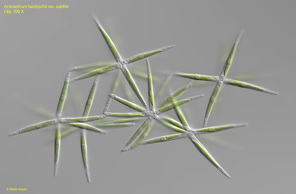 Actinastrum-hantzschii-var-subtile