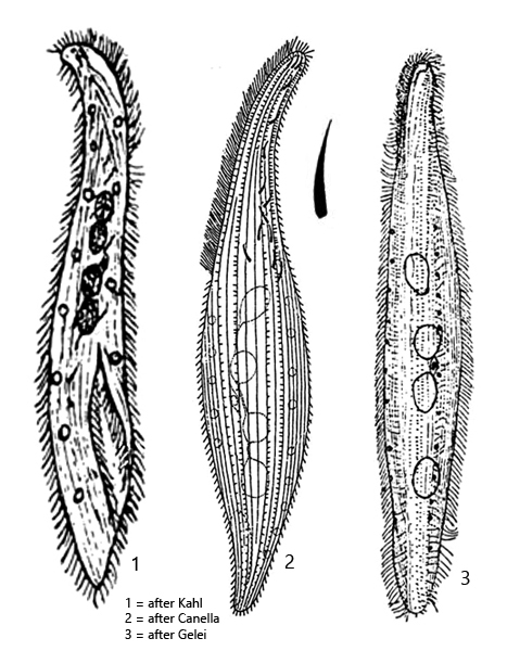 Amphileptus-carchesii