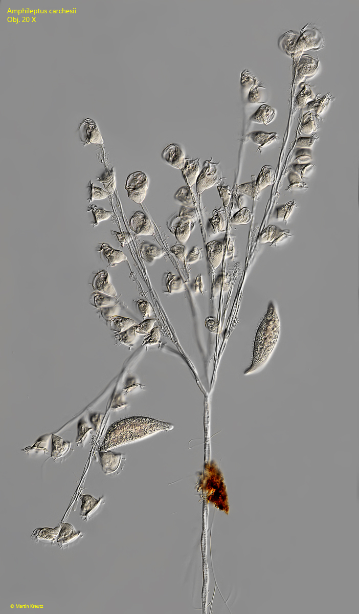 Amphileptus-carchesii