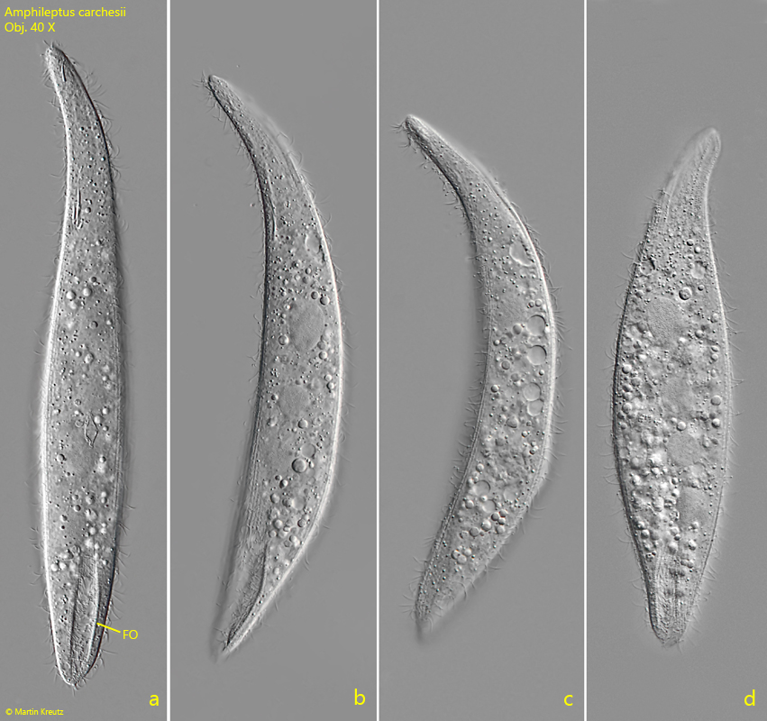 Amphileptus-carchesii