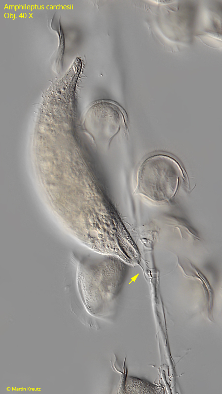 Amphileptus-carchesii