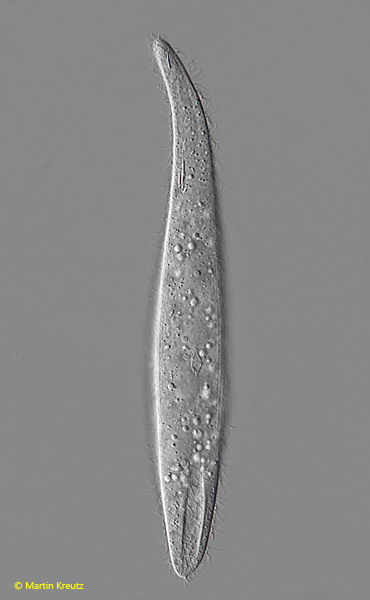 Amphileptus-carchesii