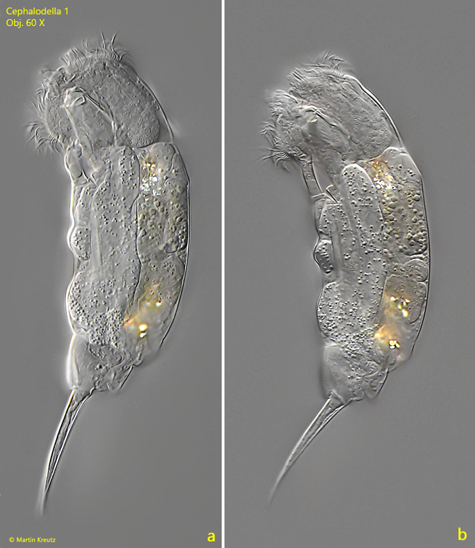 Cephalodella-1