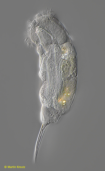 Cephalodella-1
