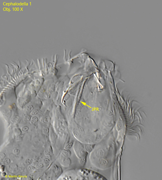 Cephalodella-1