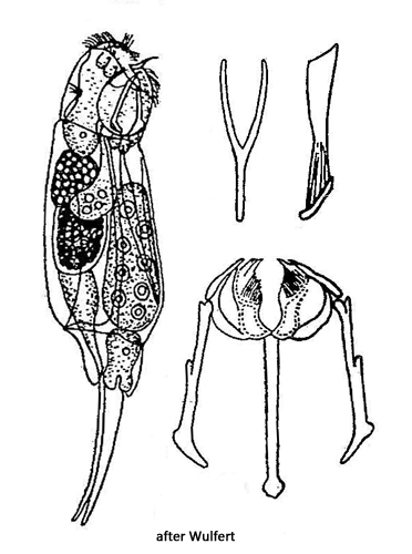 Cephalodella-gibboides