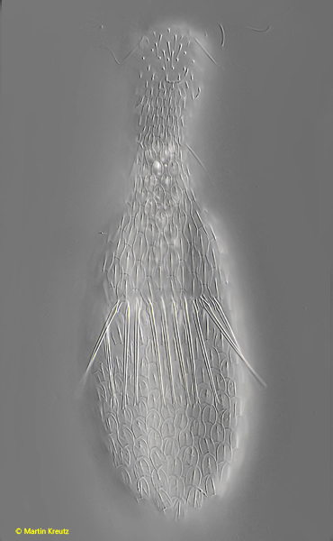 Chaetonotus-bisacer