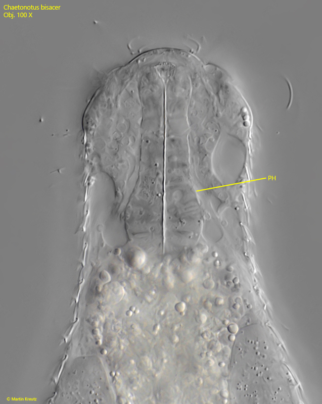 Chaetonotus-bisacer