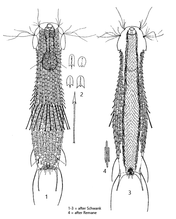 Chaetonotus-bisacer