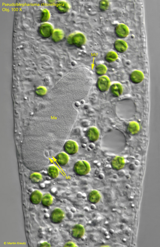Pseudoblepharisma-chlorelligera