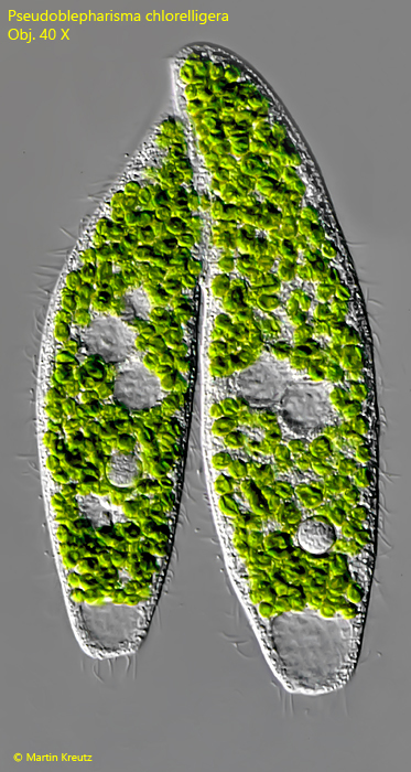 Pseudoblepharisma chlorelligera