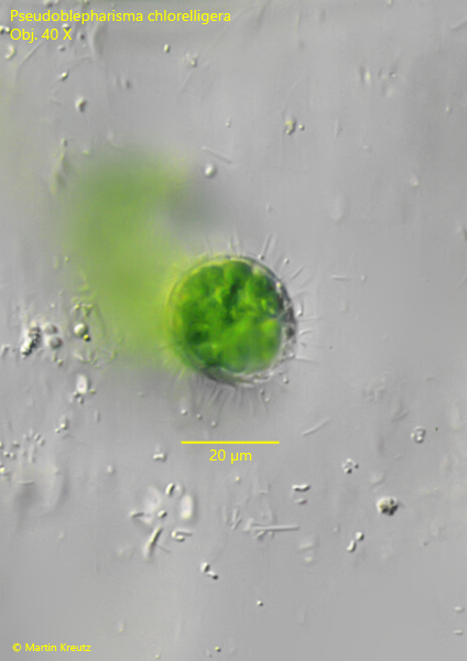 Pseudoblepharisma-chlorelligera