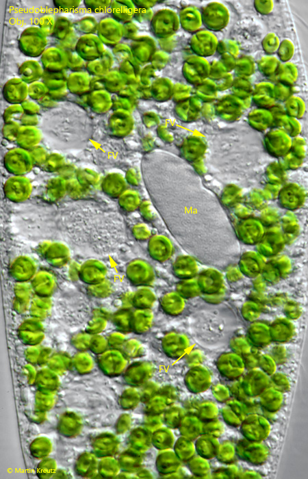 Pseudoblepharisma-chlorelligera