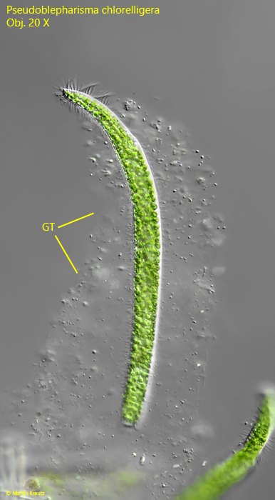 Pseudoblepharisma-chlorelligera