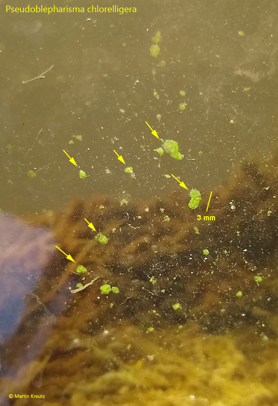 Pseudoblepharisma-chlorelligera