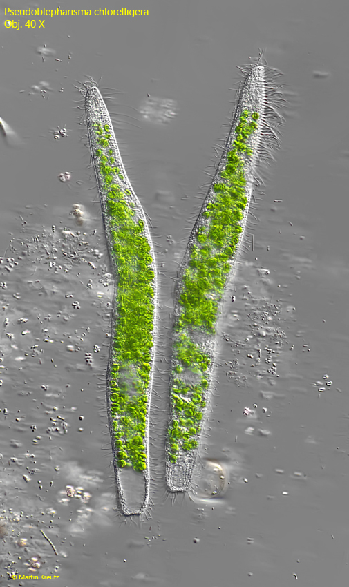 Pseudoblepharisma-chlorelligera
