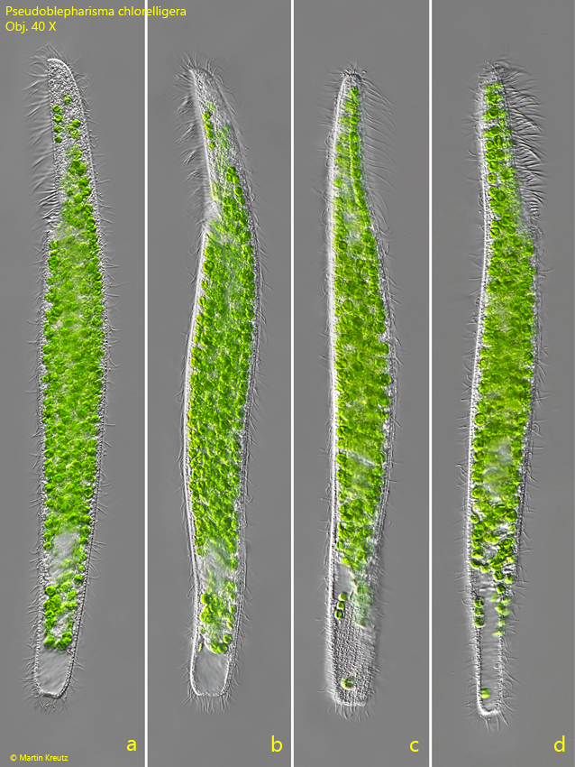 Pseudoblepharisma-chlorelligera