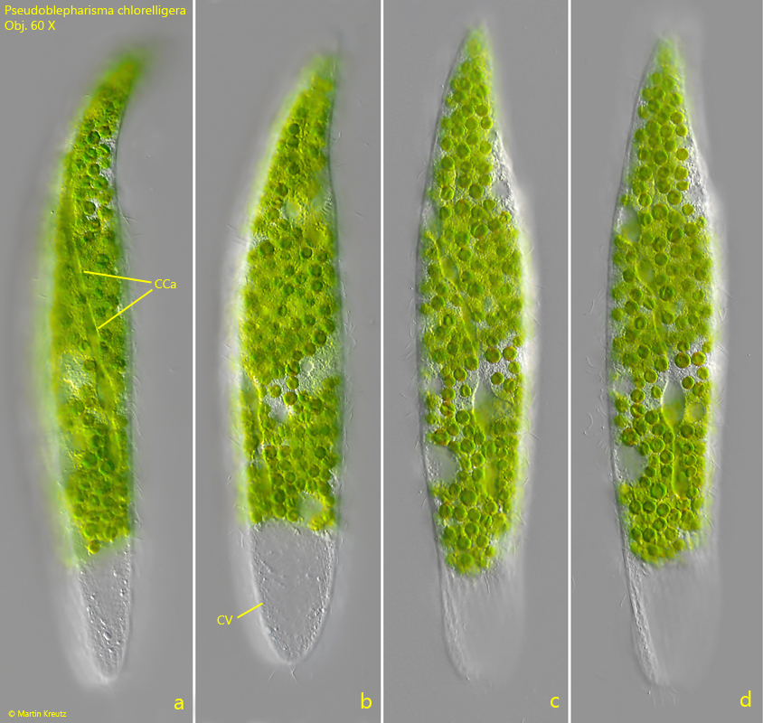 Pseudoblepharisma-chlorelligera