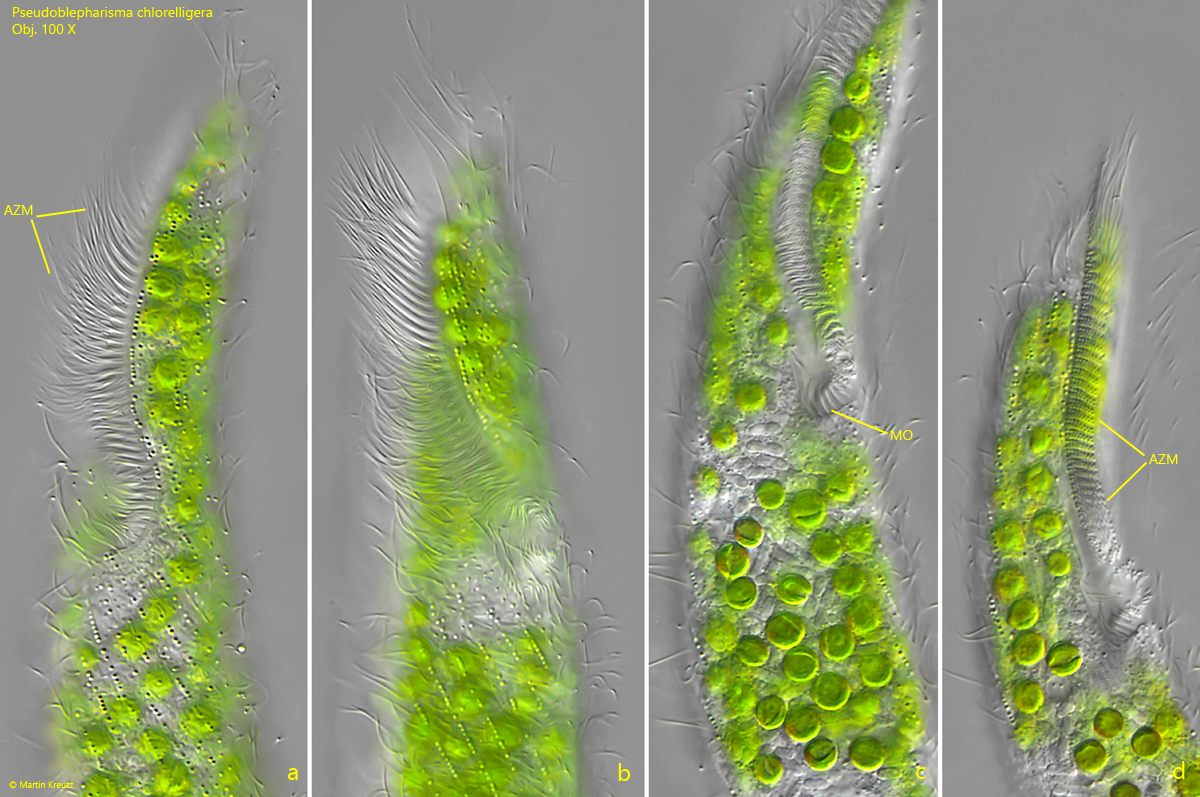 Pseudoblepharisma-chlorelligera