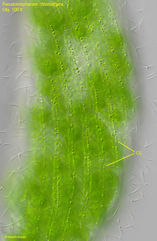 Pseudoblepharisma-chlorelligera