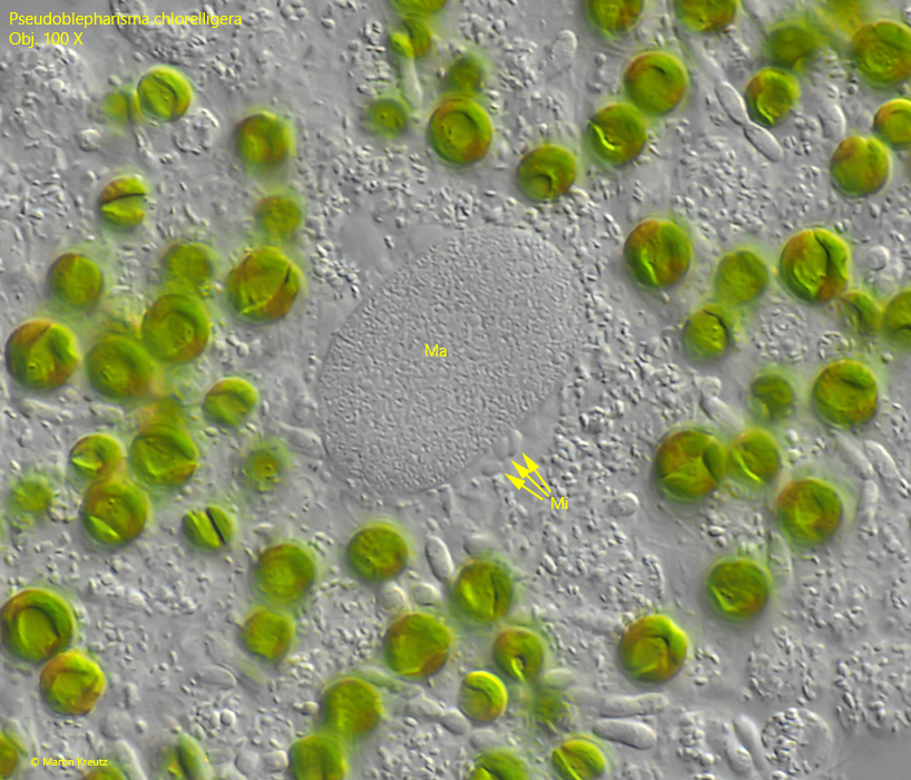 Pseudoblepharisma-chlorelligera