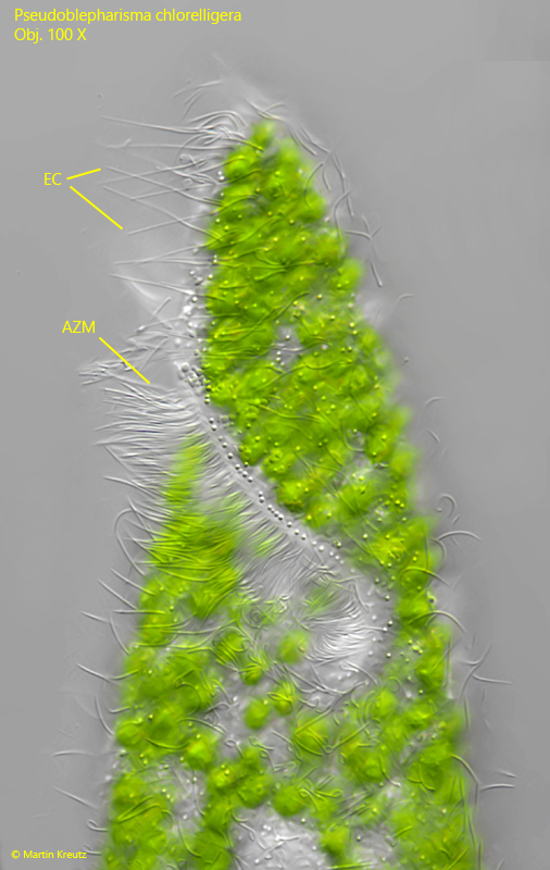 Pseudoblepharisma-chlorelligera