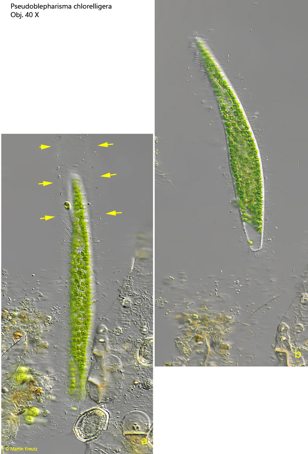 Pseudoblepharisma-chlorelligera