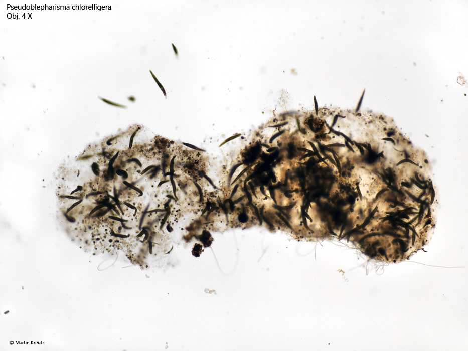 Pseudoblepharisma-chlorelligera
