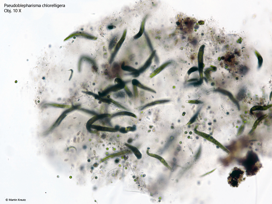 Pseudoblepharisma-chlorelligera