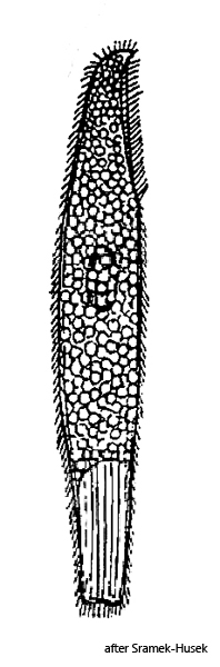 Pseudoblepharisma-chlorelligera