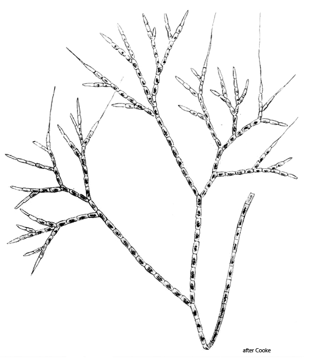Chaetophoropsis-elegans