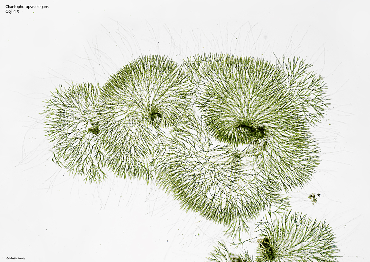 Chaetophoropsis-elegans