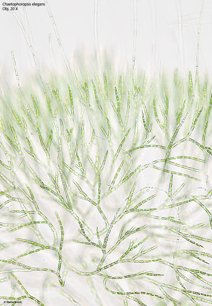 Chaetophoropsis-elegans