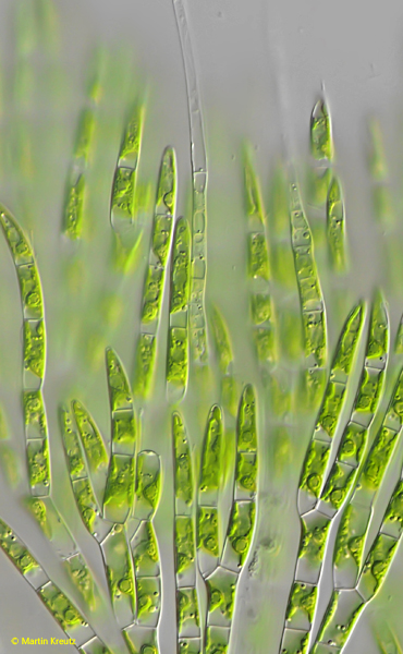 Chaetophoropsis-elegans