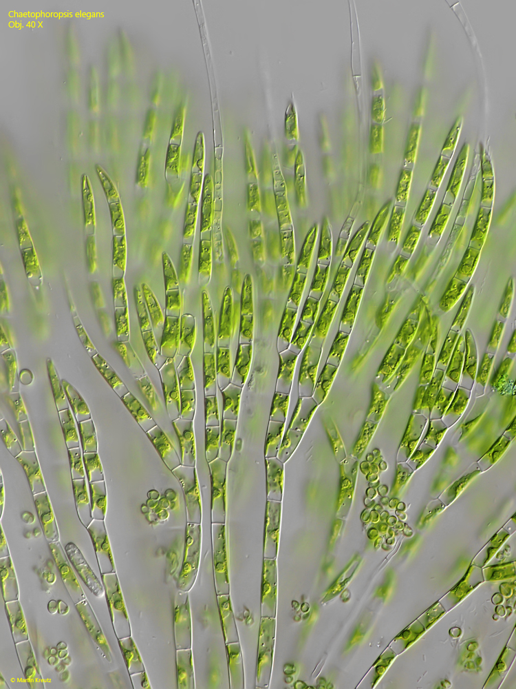 Chaetophoropsis-elegans