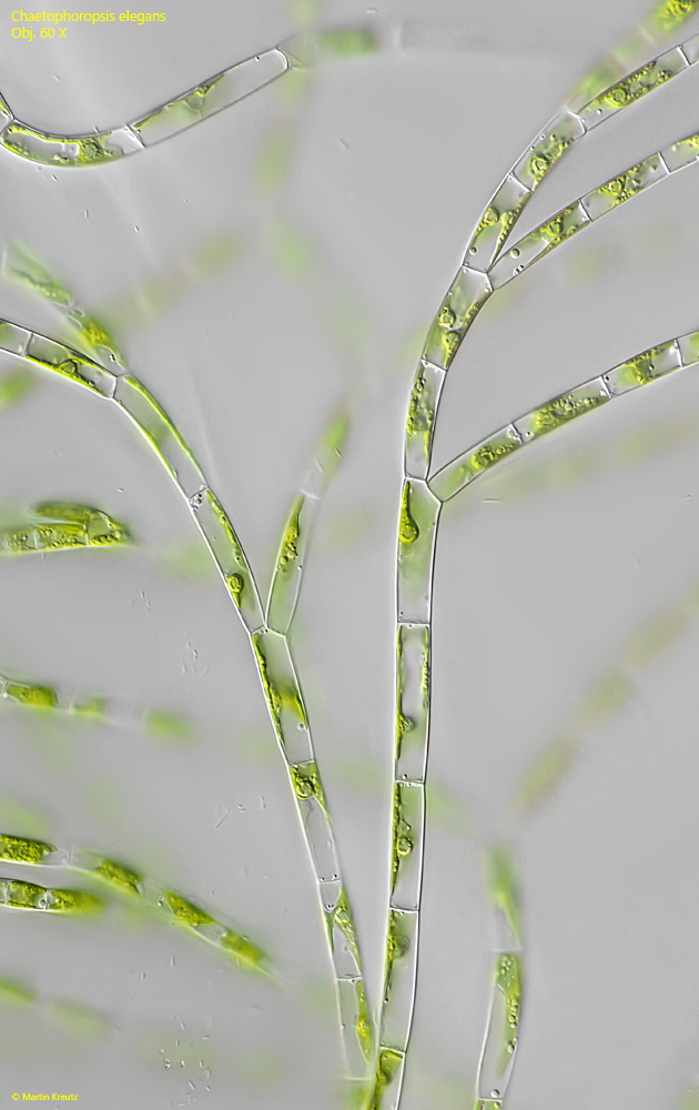 Chaetophoropsis-elegans