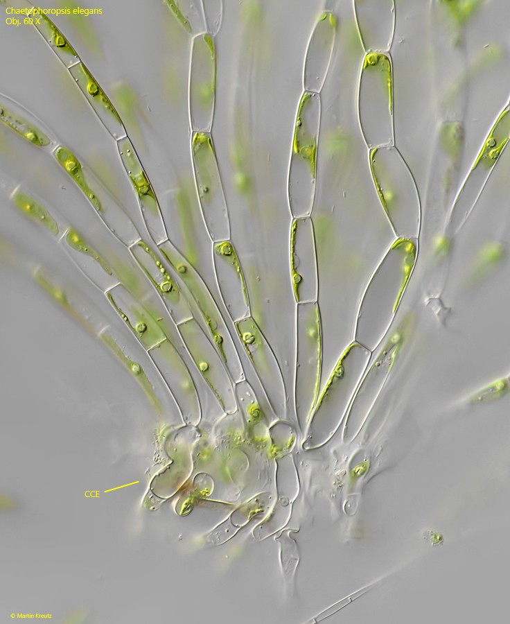Chaetophoropsis-elegans