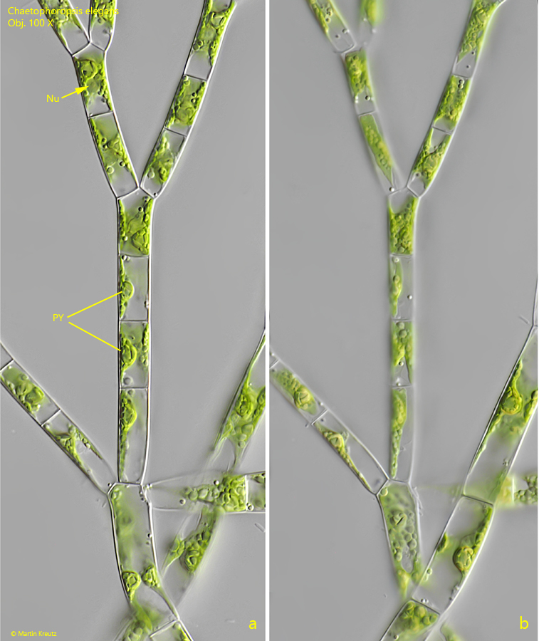 Chaetophoropsis-elegans