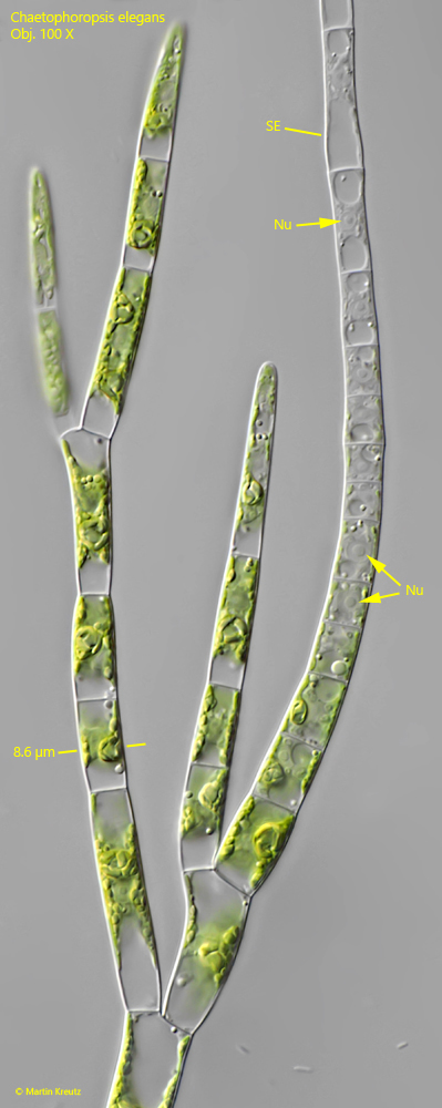 Chaetophoropsis-elegans