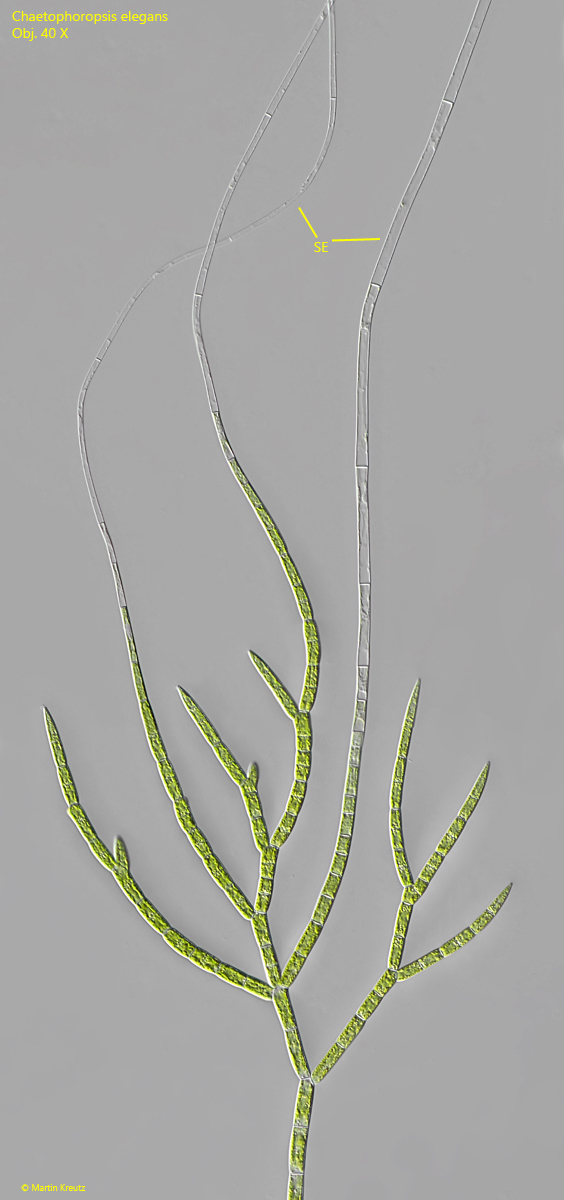 Chaetophoropsis-elegans