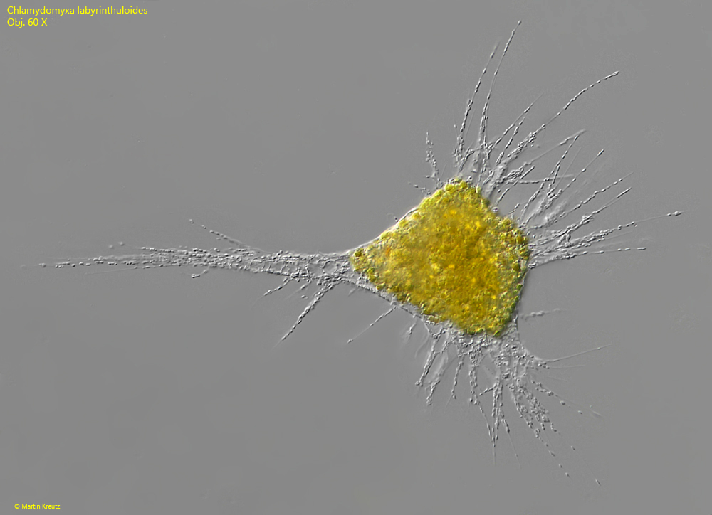 Chlamydomyxa-labyrinthuloides, Penardia-mutabilis