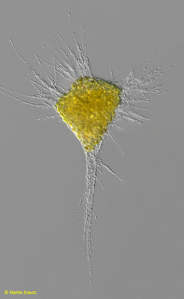 Chlamydomyxa-labyrinthuloides, Penardia-mutabilis