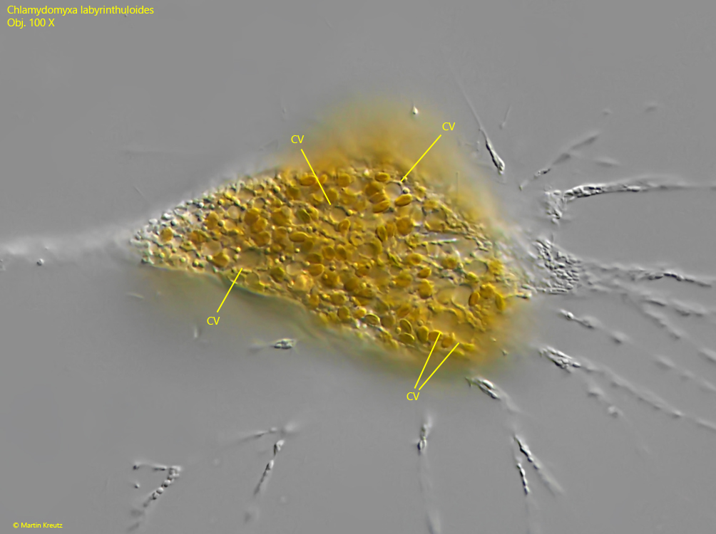 Chlamydomyxa-labyrinthuloides, Penardia-mutabilis