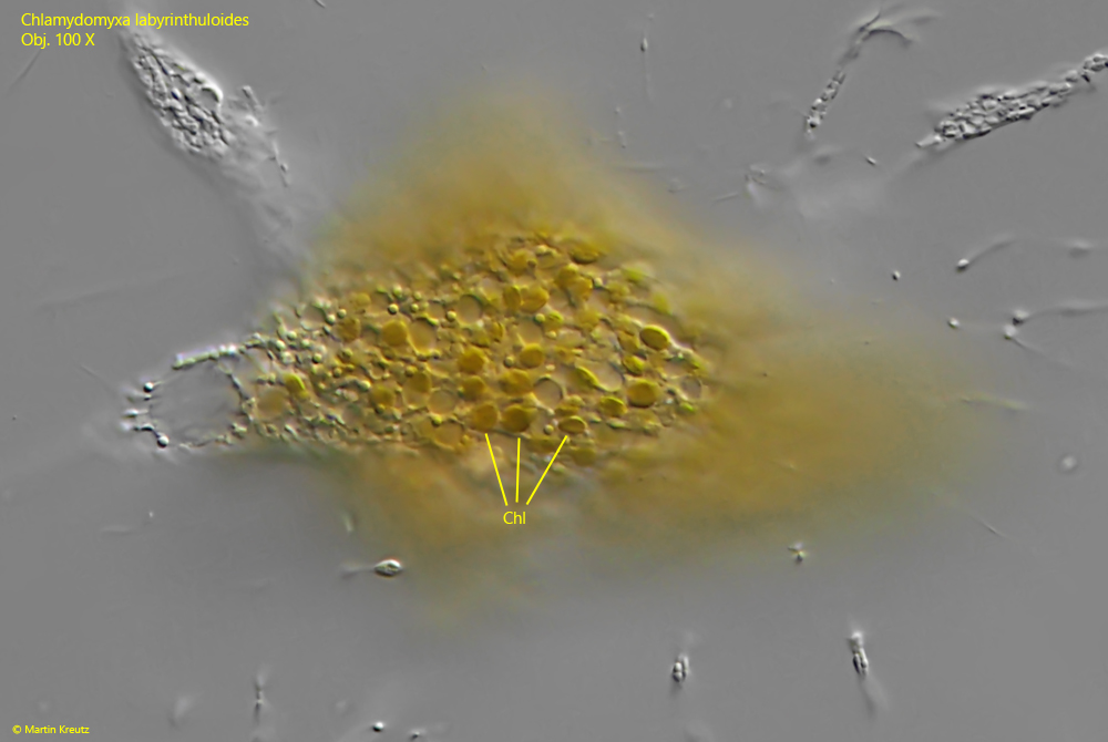 Chlamydomyxa-labyrinthuloides, Penardia-mutabilis