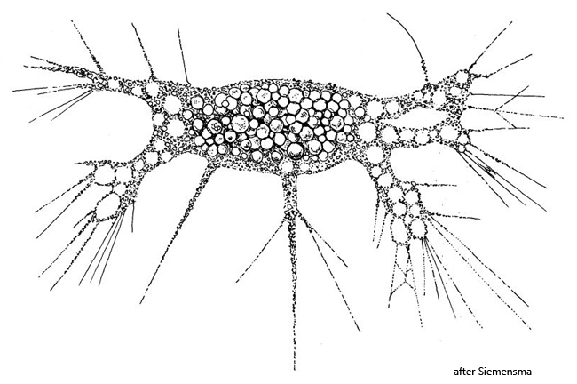 Chlamydomyxa-labyrinthuloides